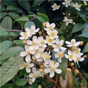 Rosa Cymosa Climber / Rambler